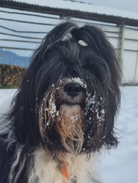 tibetan terrier  | Foto 0