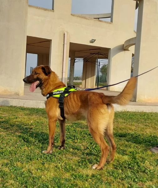 otello bello equilibrato ed amante dei bambini