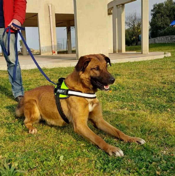 Otello un cane perfetto ancora in canile 