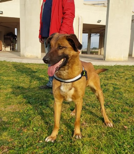 Otello un cane perfetto ancora in canile  | Foto 5