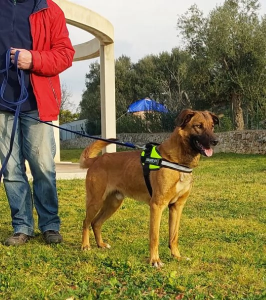 Otello un cane perfetto ancora in canile  | Foto 4