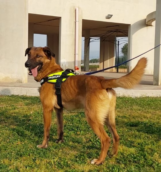 Otello un cane perfetto ancora in canile  | Foto 3