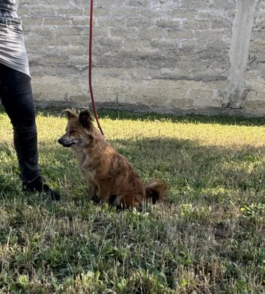 Kira una volpina che  un bab | Foto 5