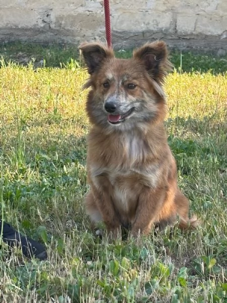 Kira una volpina che  un bab | Foto 4
