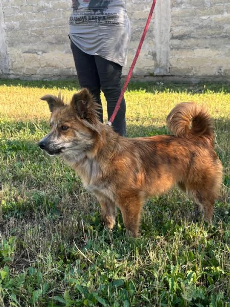 Kira una volpina che  un bab | Foto 3