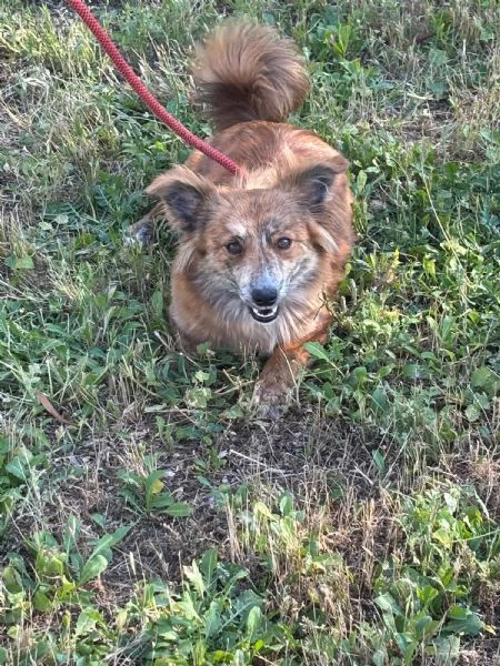 Kira una volpina che  un bab | Foto 2