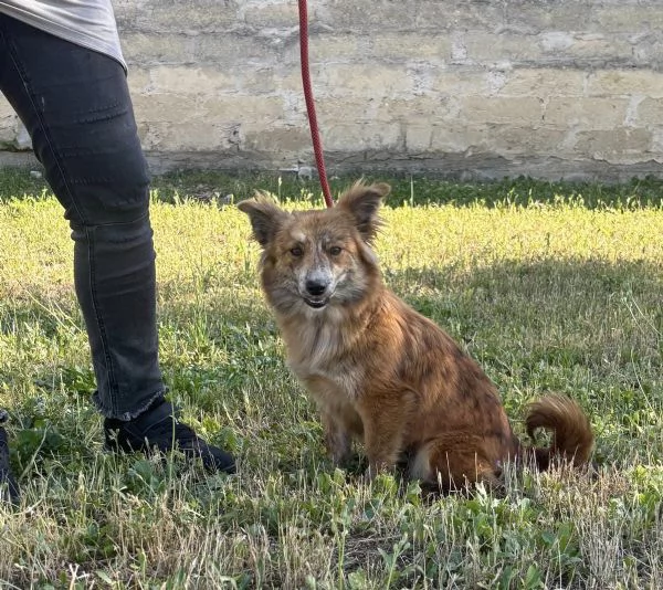 Kira una volpina che  un bab | Foto 1