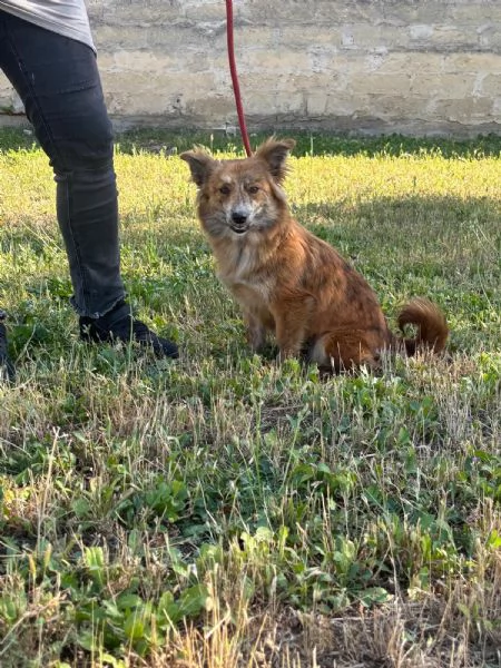 Kira una volpina che  un bab | Foto 0