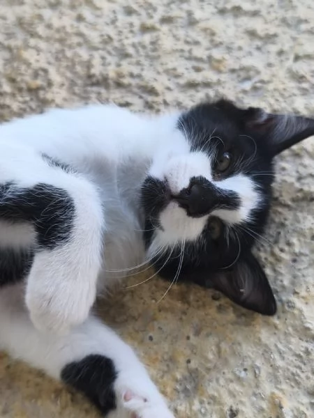 Piccolo monello cerca adozione  | Foto 3