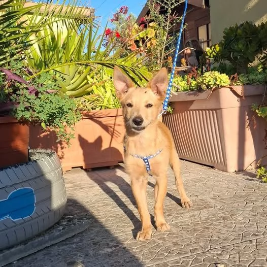 Dante piccolo monello e bellissimo | Foto 5