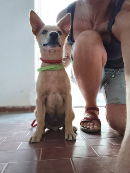 Dante piccolo monello e bellissimo | Foto 4