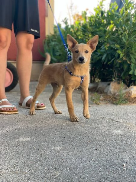 il piccolo DANTE | Foto 2