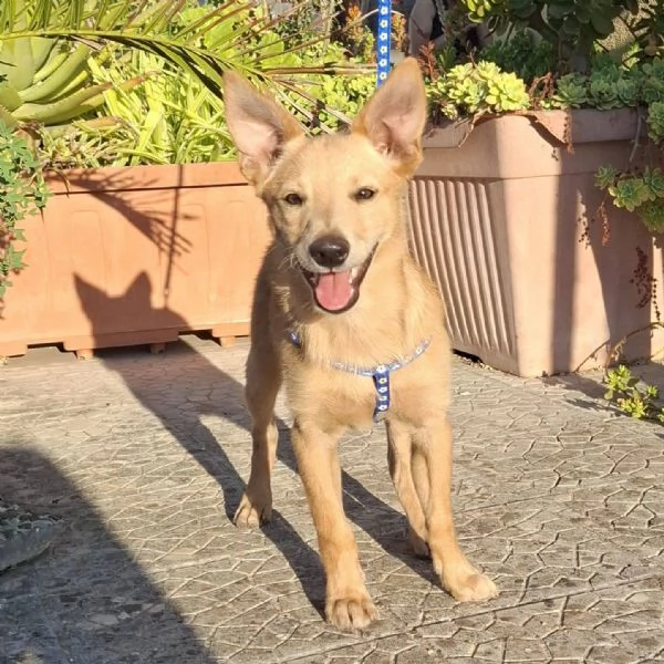 il piccolo DANTE | Foto 1