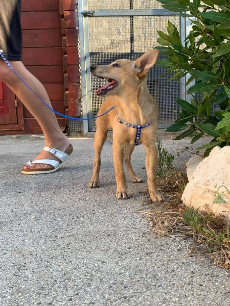il piccolo DANTE | Foto 0