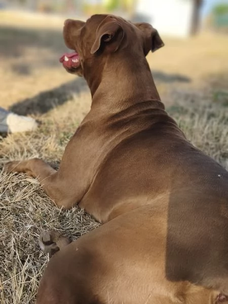 jago il rosso  | Foto 5