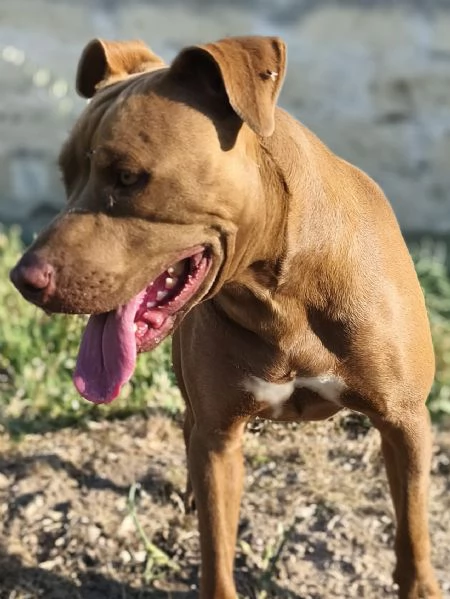 jago il rosso  | Foto 4