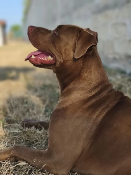 jago il rosso  | Foto 3
