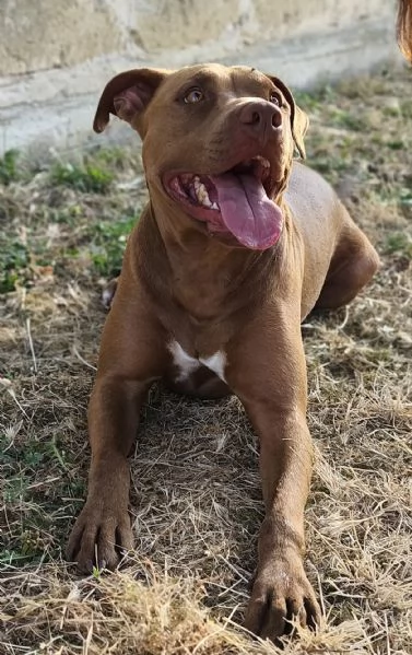 jago il rosso  | Foto 2