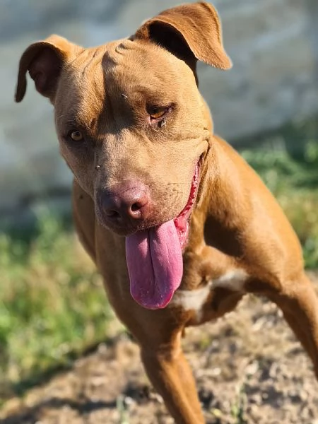 jago il rosso  | Foto 1
