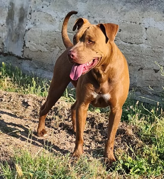 jago il rosso  | Foto 0