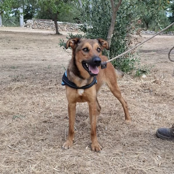 Aladin 8 mesi  | Foto 4