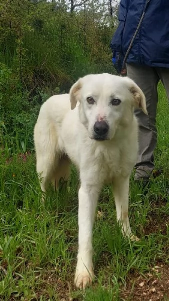 Ellen un cane che pu fiorire | Foto 6