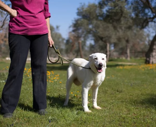 Ellen un cane che pu fiorire | Foto 5