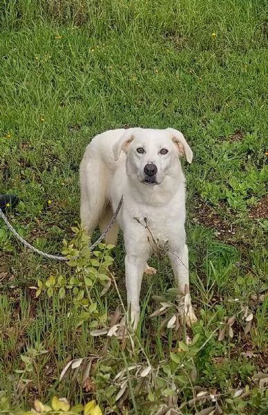 Ellen un cane che pu fiorire | Foto 4