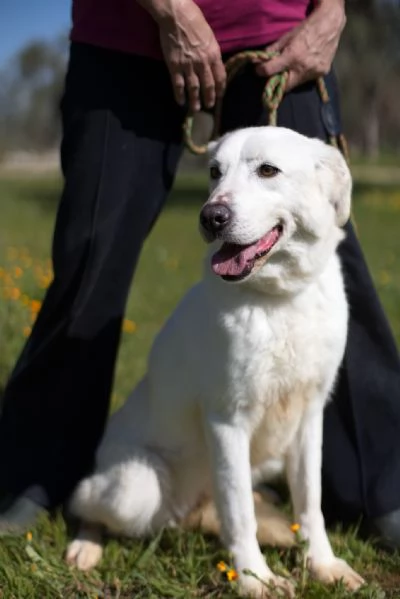 Ellen un cane che pu fiorire | Foto 3