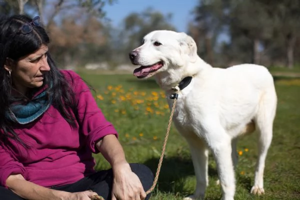 Ellen un cane che pu fiorire | Foto 1