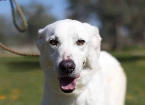 Ellen un cane che pu fiorire