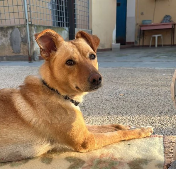 Gloria il cane che porta il sole in casa 