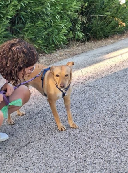 Gloria il cane che porta il sole in casa  | Foto 6