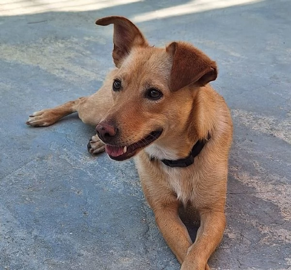 Gloria il cane che porta il sole in casa  | Foto 5