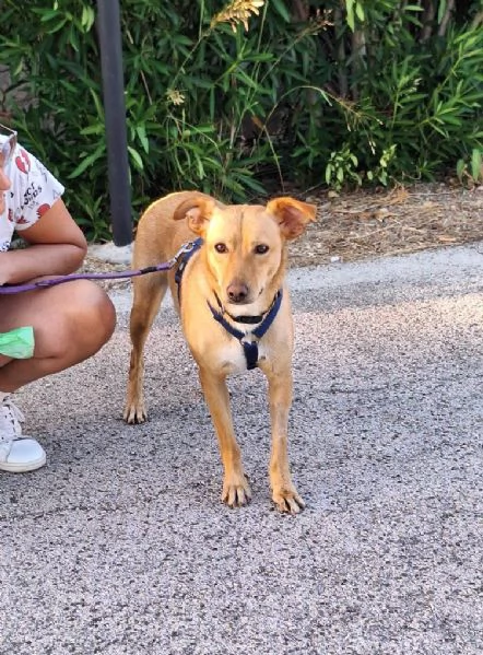 Gloria il cane che porta il sole in casa  | Foto 4