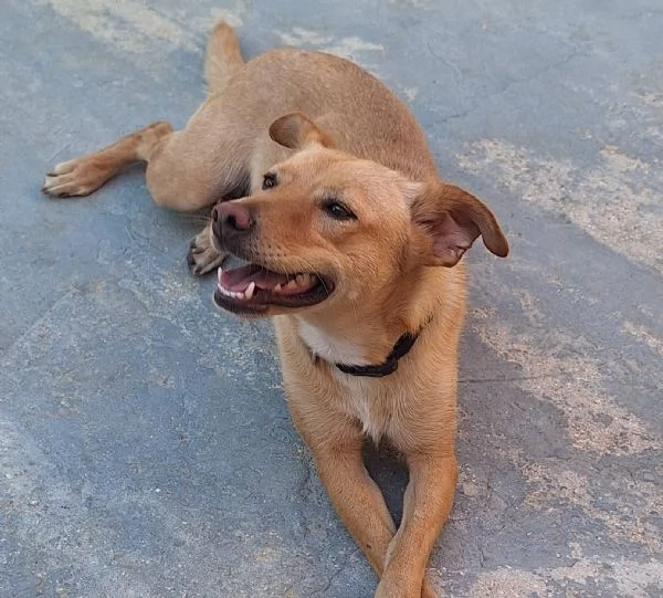 Gloria il cane che porta il sole in casa  | Foto 3