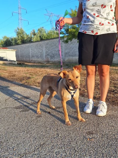 Gloria il cane che porta il sole in casa  | Foto 2