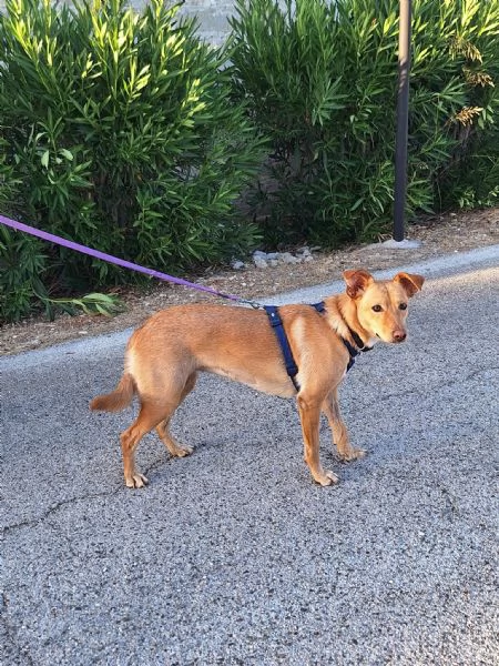 Gloria il cane che porta il sole in casa  | Foto 0
