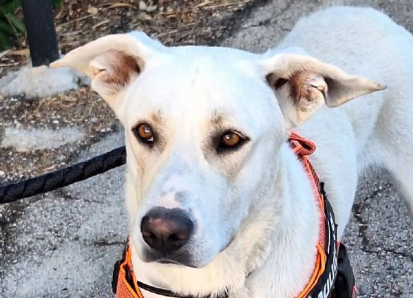 Argo il cucciolone dal cuore doro | Foto 5