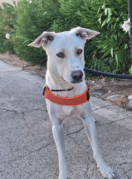 Argo il cucciolone dal cuore doro | Foto 4
