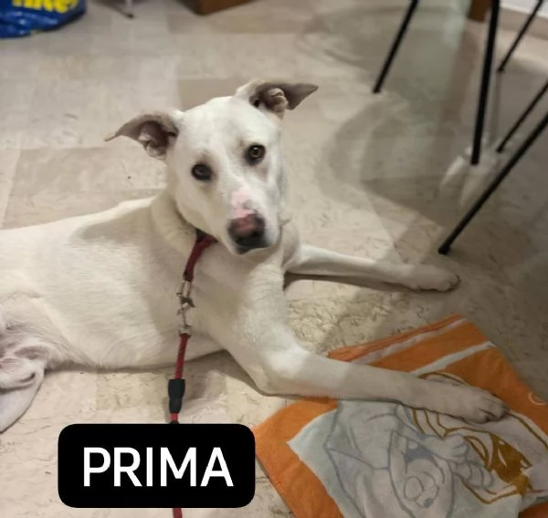 Argo il cucciolone dal cuore doro | Foto 2