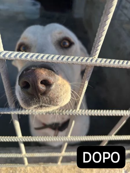 Argo il cucciolone dal cuore doro | Foto 1