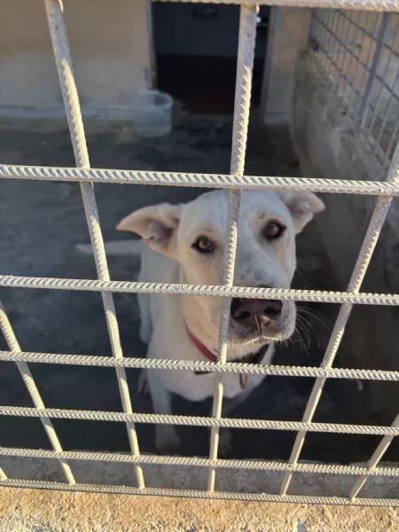 Argo il cucciolone dal cuore doro | Foto 0