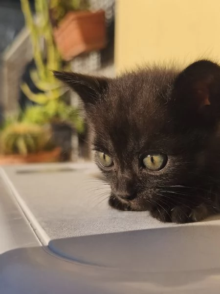 Piccolo Sid | Foto 1