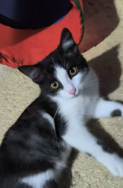 Mercoledigrave dal nasino rosa | Foto 4