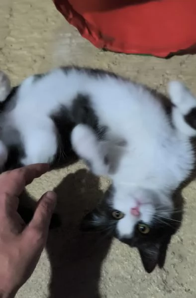 Mercoledigrave dal nasino rosa | Foto 3