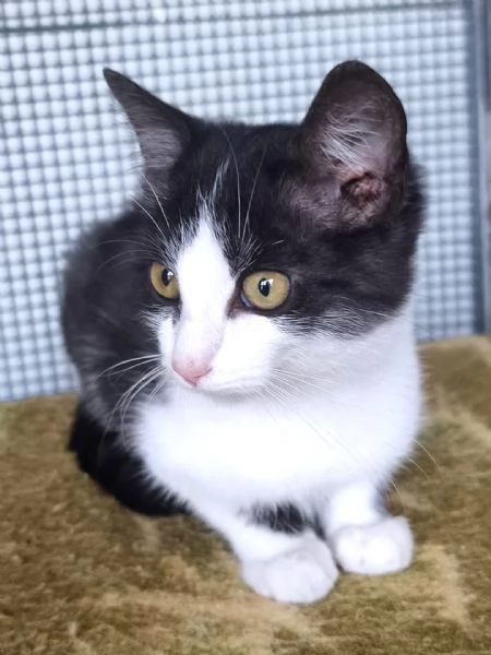 Mercoledigrave dal nasino rosa | Foto 2