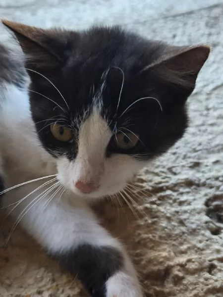 Mercoledigrave dal nasino rosa | Foto 1