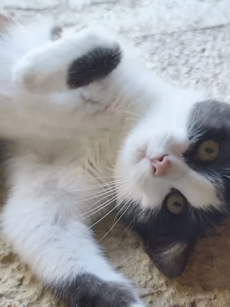 Mercoledigrave dal nasino rosa