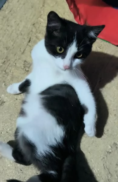 Mercoledigrave dal nasino rosa | Foto 0